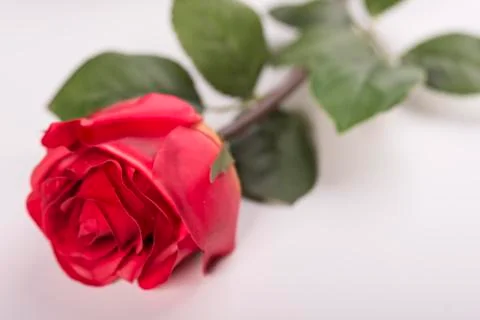  A red rose Stock Photos