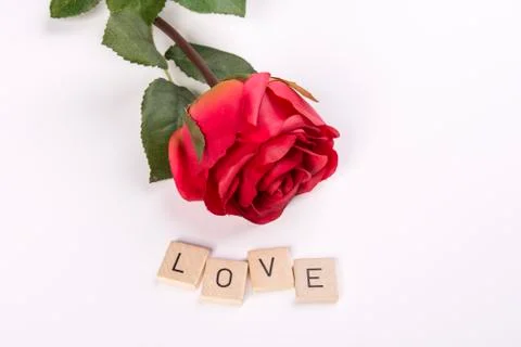  A red rose Stock Photos