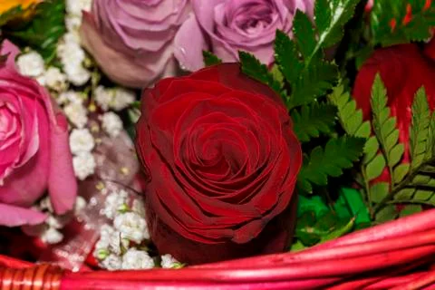 Red rose Stock Photos