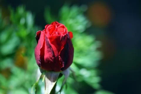 Red rose Stock Photos