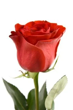 Red rose. Stock Photos