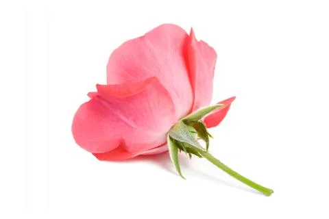 Red rose. Stock Photos