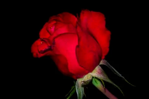 Red rose Stock Photos