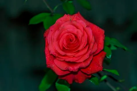 Red rose Stock Photos