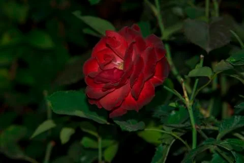 Red rose Stock Photos