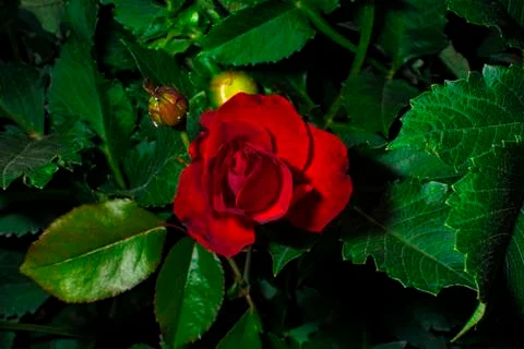 Red rose Stock Photos