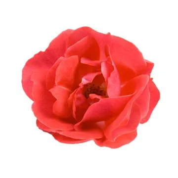 Red rose. Stock Photos