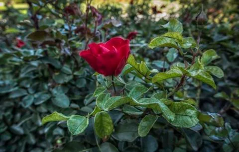 A Red Rose Stock Photos