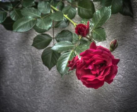 Red Rose Foto stock