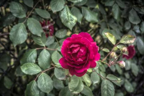 Red Rose Stock Photos