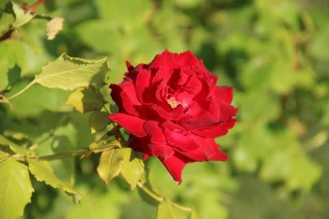 Red rose 스톡 사진