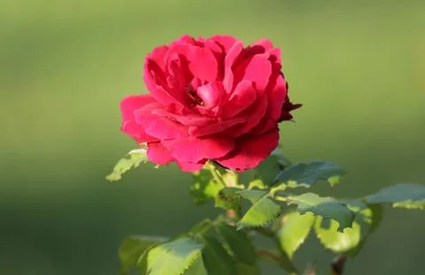 Red rose Foto stock