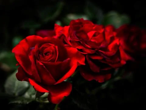 Red Rose Stock Photos