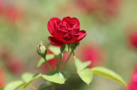 Red rose 스톡 사진