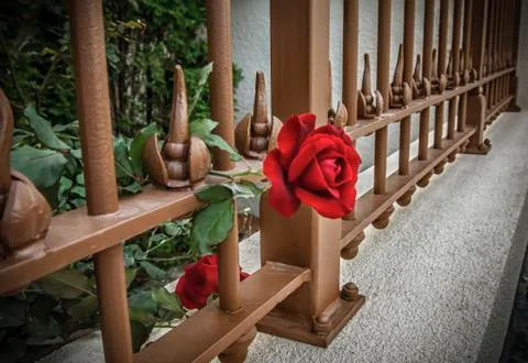 Red Rose Stock Photos