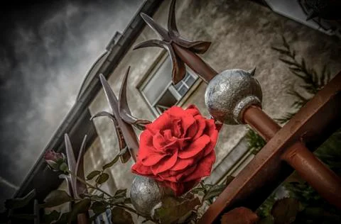 Red Rose Stock Photos