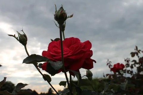  Red rose. Stock Photos
