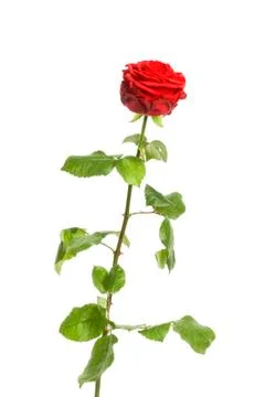 Red rose Stock Photos