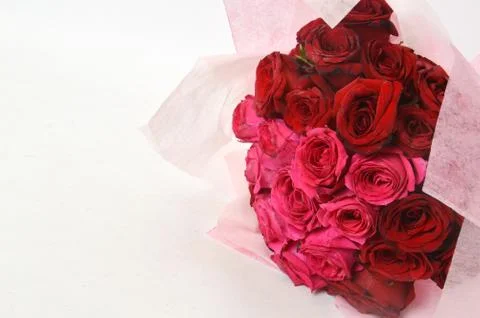 Red rose Stockfoto's