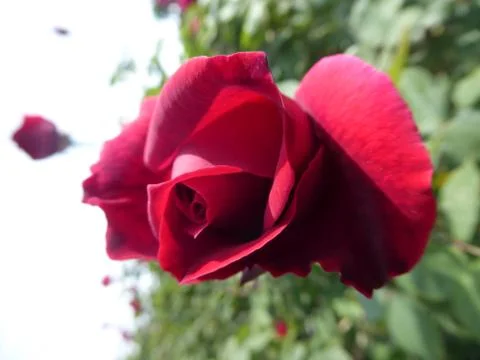 Red Rose Stock Photos