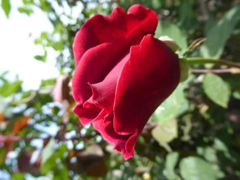 Red Rose Stock Photos