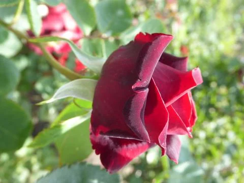 Red Rose Stock Photos