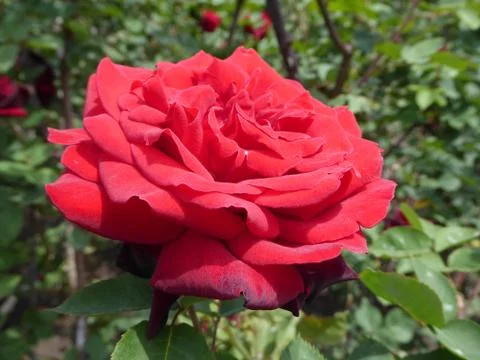 Red Rose Foto stock