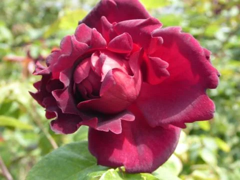 Red Rose Stock Photos