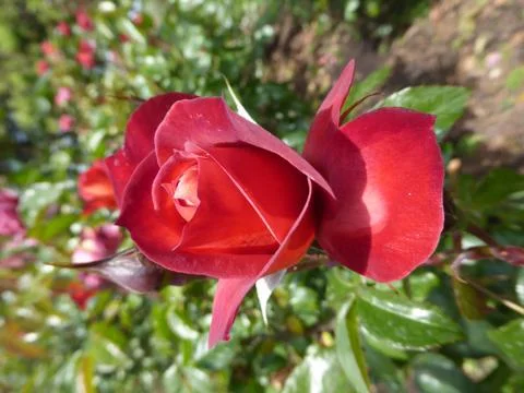 Red Rose Stock Photos