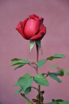 Red Rose Stock Photos