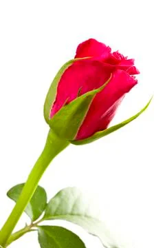 Red rose Stock Photos