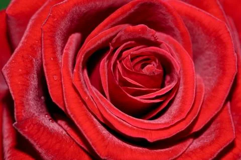 Red rose Stock Photos