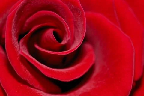 Red rose Stock Photos