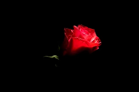 A red rose Stock Photos