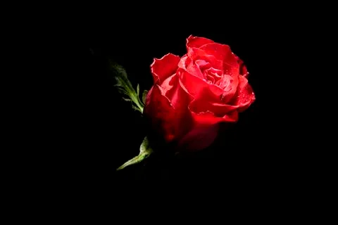A red rose Stock Photos