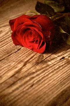 Red rose Stock Photos