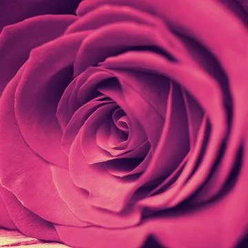 Red rose Stock Photos