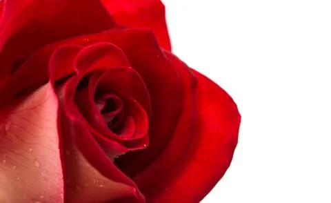 Red rose Stock Photos