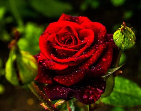 Red Rose. Stock Photos
