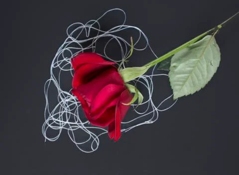 Red rose Stock Photos