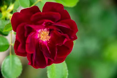 Red Rose Stock Photos