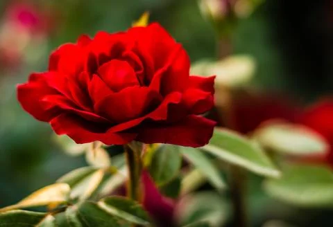 A Red Rose Foto stock