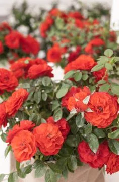 Red rose Stock Photos