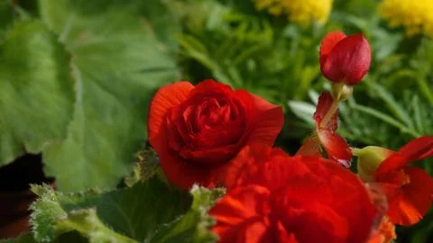 Red rose Stock Photos