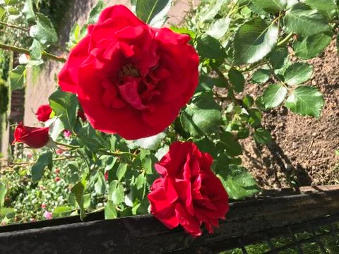 Red rose Stock Photos