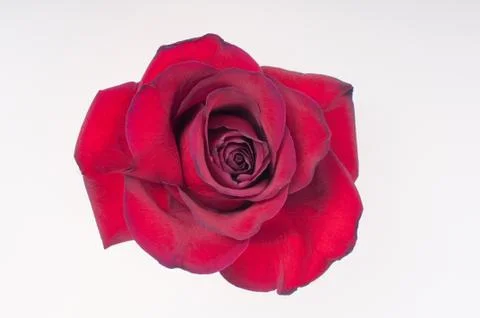 Red rose Stock Photos