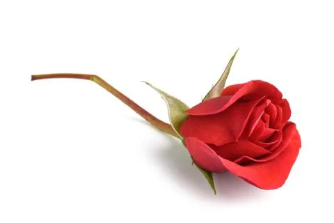 Red rose Stock Photos