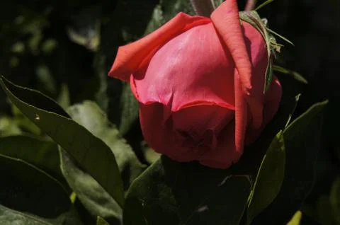 Red rose Stock Photos