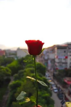 Red rose Stock Photos