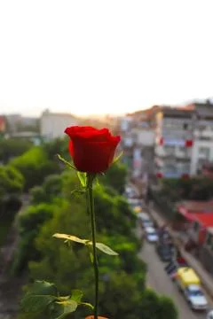 Red Rose Stock Photos